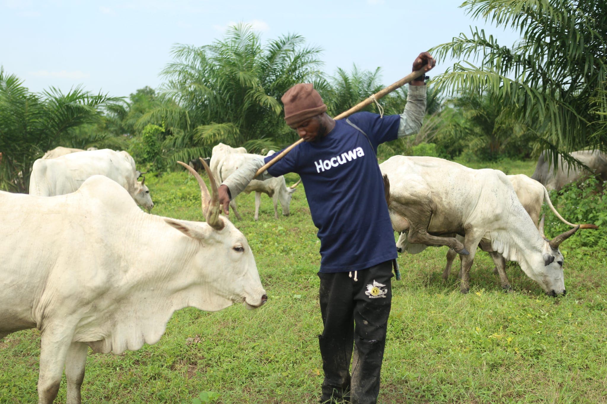 Hocuwa livestock farmer with cattle