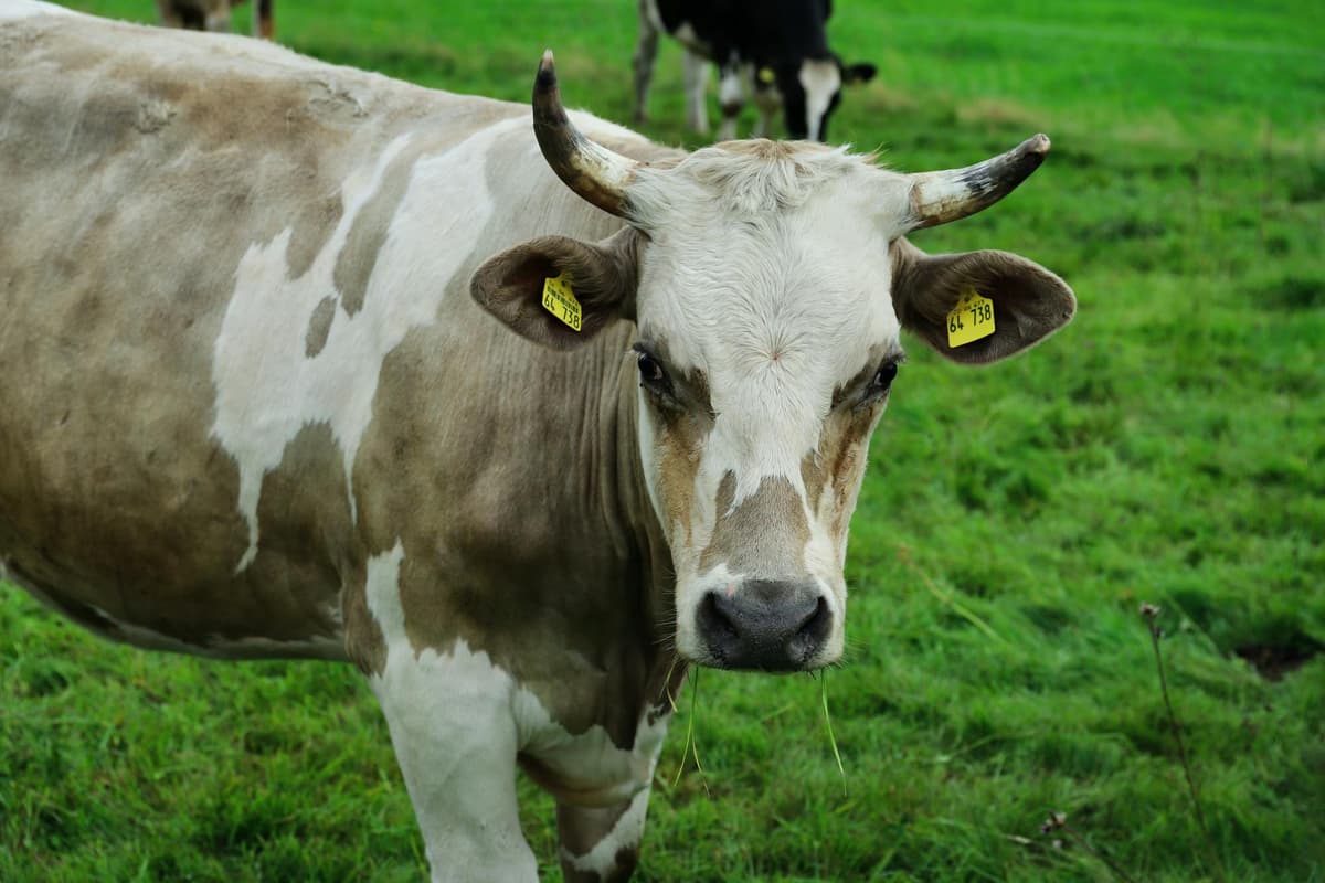 How to transport livestock safely and legally