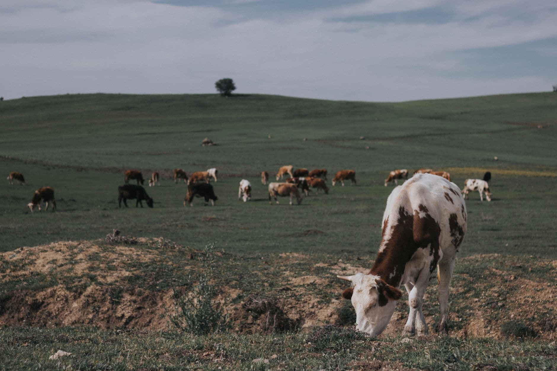 Livestock marketplace